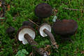 Lactarius lignyotus Fr.