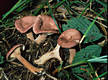 Lactarius lilacinus (Lasch:Fr.) Fr.