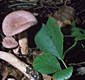 Lactarius lilacinus (Lasch:Fr.) Fr.