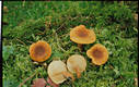 Lactarius mitissimus Fr.