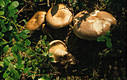 Lactarius musteus Fr.