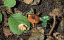 Lactarius omphaliformis Romagn.