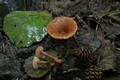 Lactarius omphaliformis Romagn.