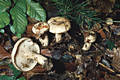 Lactarius pallidus (Pers.:Fr.) Fr.