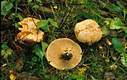 Lactarius pallidus (Pers.:Fr.) Fr.