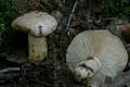 Lactarius pallidus (Pers.:Fr.) Fr.