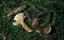 Lactarius picinus Fr.