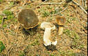 Lactarius picinus Fr.