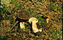 Lactarius picinus Fr.