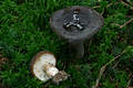 Lactarius picinus Fr.