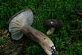 Lactarius picinus Fr.