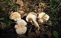 Lactarius piperatus (L.:Fr.) Gray ss Mos.1983