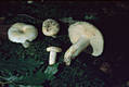 Lactarius piperatus (L.:Fr.) Gray ss Mos.1983