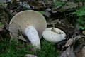 Lactarius piperatus (L.:Fr.) Gray ss Mos.1983