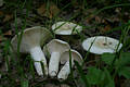 Lactarius piperatus (L.:Fr.) Gray ss Mos.1983