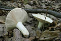 Lactarius piperatus (L.:Fr.) Gray ss Mos.1983