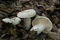 Lactarius piperatus (L.:Fr.) Gray ss Mos.1983