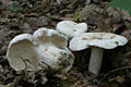 Lactarius piperatus (L.:Fr.) Gray ss Mos.1983