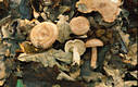 Lactarius quietus (Fr.) Fr.