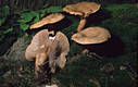 Lactarius quietus (Fr.) Fr.