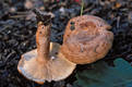 Lactarius quietus (Fr.) Fr.