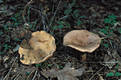 Lactarius quietus (Fr.) Fr.