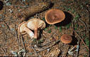 Lactarius rufus (Scop.:Fr.) Fr.