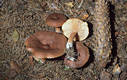 Lactarius rufus (Scop.:Fr.) Fr.