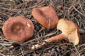 Lactarius rufus (Scop.:Fr.) Fr.