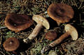 Lactarius rufus (Scop.:Fr.) Fr.