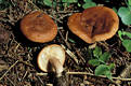 Lactarius rufus (Scop.:Fr.) Fr.