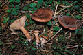 Lactarius rufus (Scop.:Fr.) Fr.