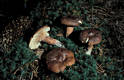 Lactarius rufus (Scop.:Fr.) Fr.