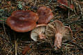 Lactarius rufus (Scop.:Fr.) Fr.