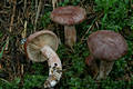 Lactarius rufus (Scop.:Fr.) Fr.