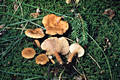 Lactarius rufus (Scop.:Fr.) Fr.