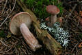 Lactarius rufus (Scop.:Fr.) Fr.