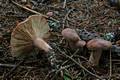 Lactarius rufus (Scop.:Fr.) Fr.