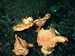 Lactarius salmonicolor Heim & Lecl.