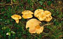 Lactarius salmonicolor Heim & Lecl.