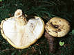 Lactarius scrobiculatus (Scop.:Fr.) Fr.