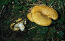 Lactarius scrobiculatus (Scop.:Fr.) Fr.