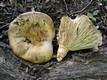 Lactarius scrobiculatus (Scop.:Fr.) Fr.