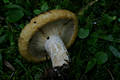 Lactarius scrobiculatus (Scop.:Fr.) Fr.