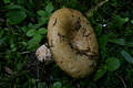 Lactarius scrobiculatus (Scop.:Fr.) Fr.