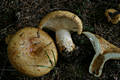 Lactarius scrobiculatus (Scop.:Fr.) Fr.