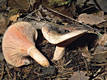 Lactarius semisanguifluus Heim & Lecl.