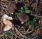 Lactarius subumbonatus Lindgr.