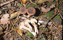 Lactarius subumbonatus Lindgr.