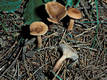 Lactarius theiogalus (Bull.:Fr.)Gray